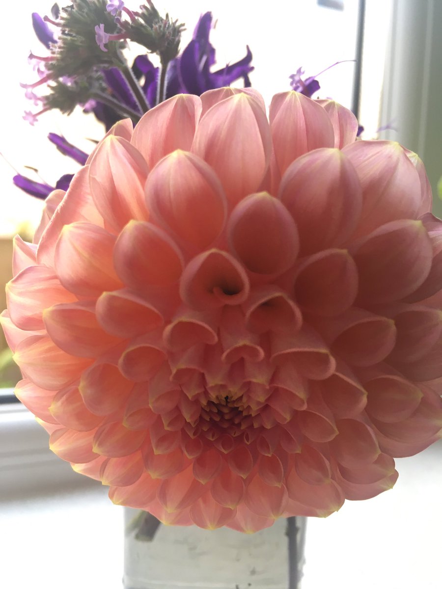 ElizAthertonSop's tweet image. Still able to bring some beauty from the outside in, but not sure for how much longer... #TemperaturesDropping