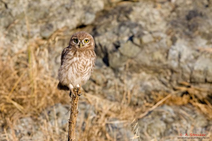 ⚠️Only a few days left before the submission deadline of tender proposals for the construction of a disastrous motorway connecting Pafos to Polis. Sign the #petition to defend #EzousaValley, a precious #Natura2000 site, from a new motorway▶️ tinyurl.com/defending-ezou…