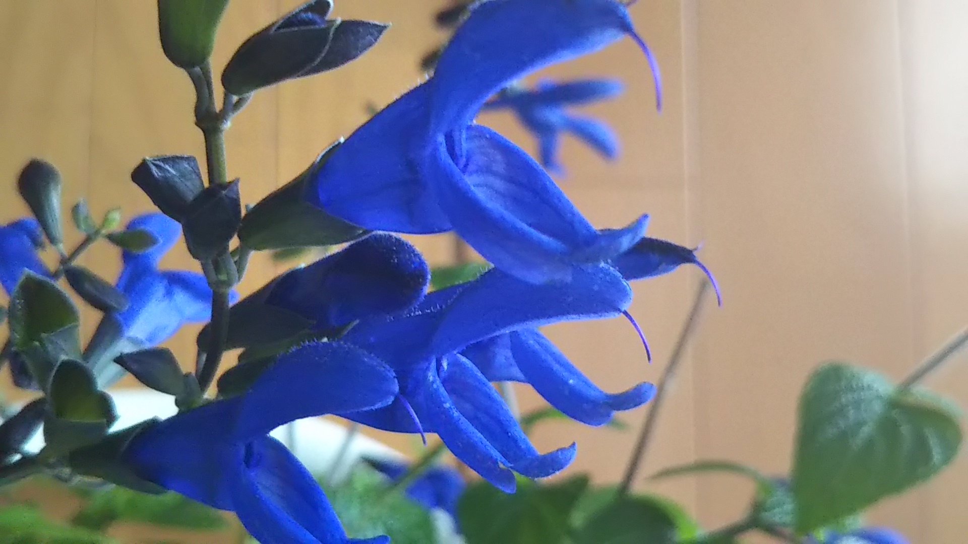 ひなた 青い花に惹かれます セージは種類が多く小花だけれど メドーセージの濃いブルーは 綺麗です 花が好き メドーセージ ハーブ T Co Hguwispal7 Twitter