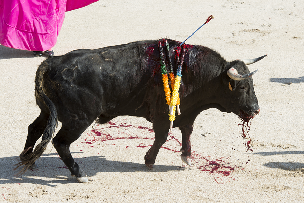 Nain_Portekoi's tweet photo. D'après Pierre Arditi "La corrida ce n'est pas une boucherie c'est un art"... Je suis sûr que cet argument a été utilisé à une autre époque pour défendre les combats de gladiateurs. https://t.co/JNuZq21r16