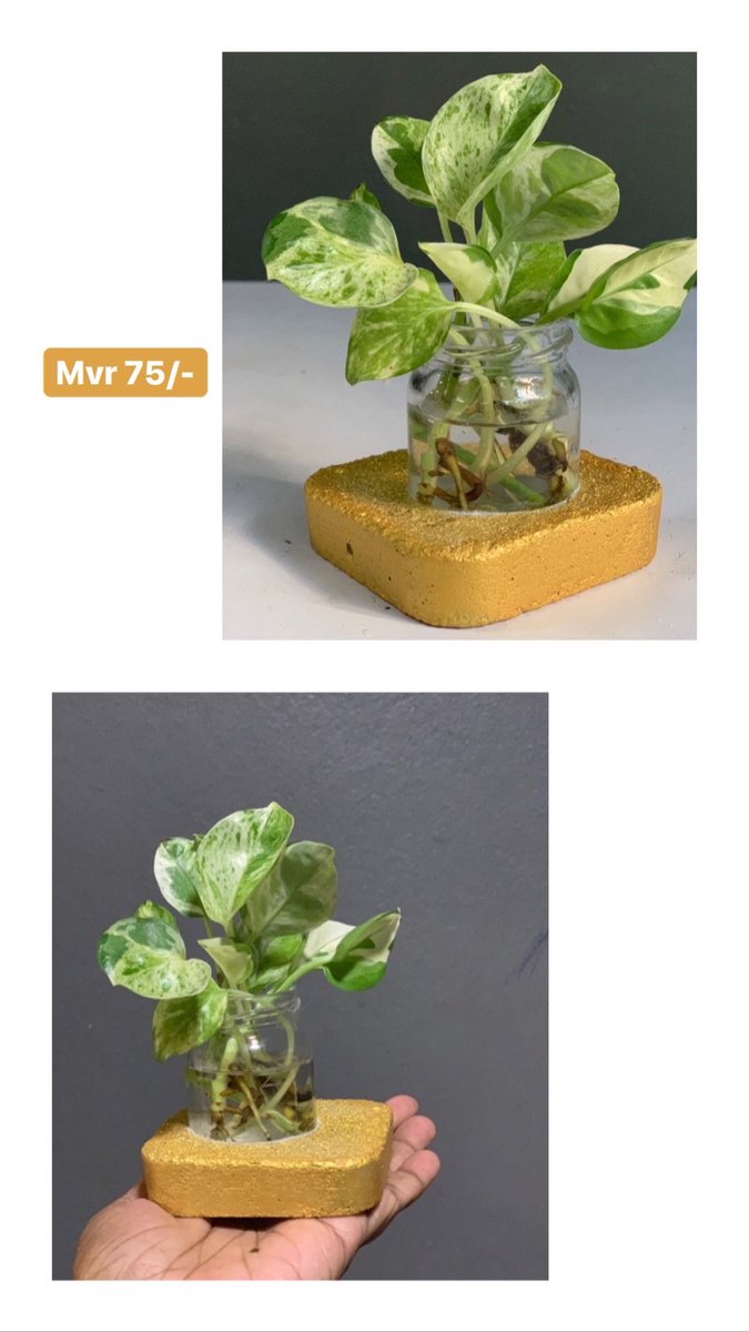 DarogaMv's tweet photo. Hydroponic desktop planters with pothos plants.
DM to order
#DarogaMv https://t.co/JEMBWPlhSX