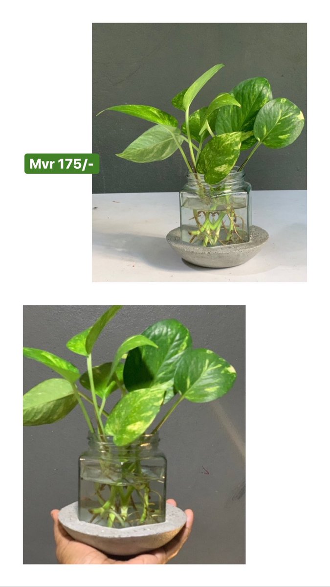 DarogaMv's tweet photo. Hydroponic desktop planters with pothos &amp; Swiss cheese plants.
DM to order
#DarogaMv https://t.co/r3FkRd7Vrn