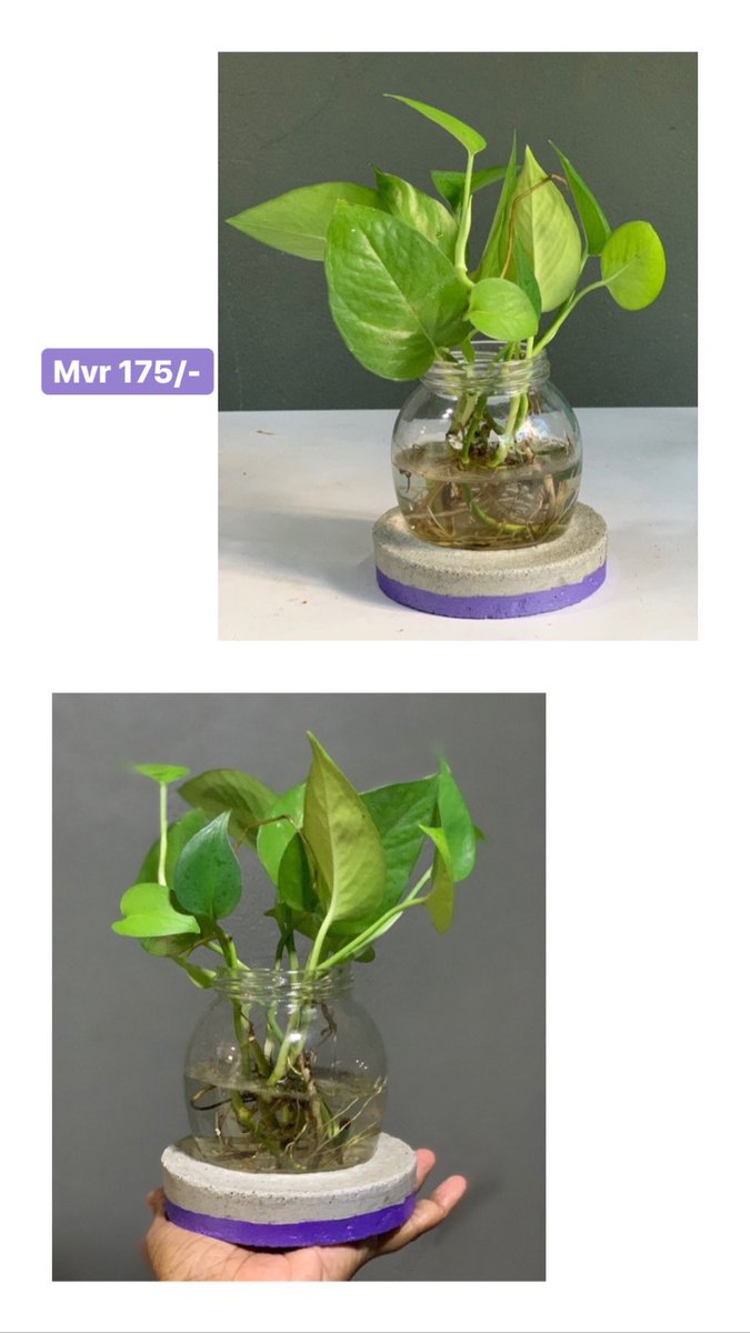 DarogaMv's tweet photo. Hydroponic desktop planters with pothos &amp; Swiss cheese plants.
DM to order
#DarogaMv https://t.co/r3FkRd7Vrn
