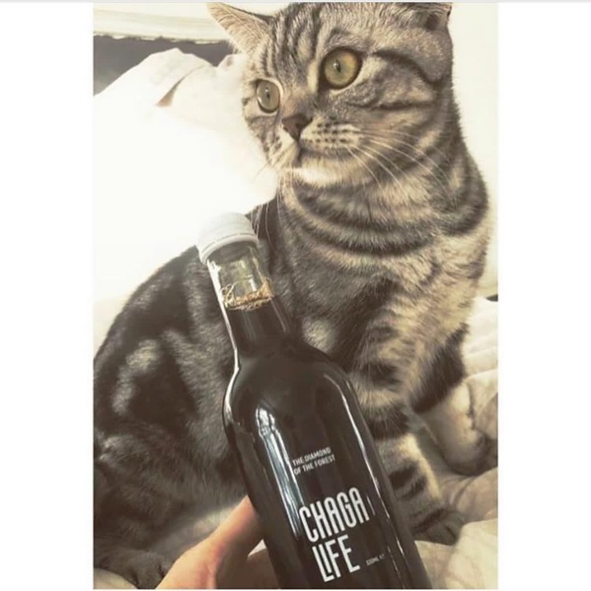 For three he plays, for three he strays and for the last three he stays.

#chaga #chagamushroom #tea #mushroom #shrooms #medicinalmushrooms #plants #plantbased