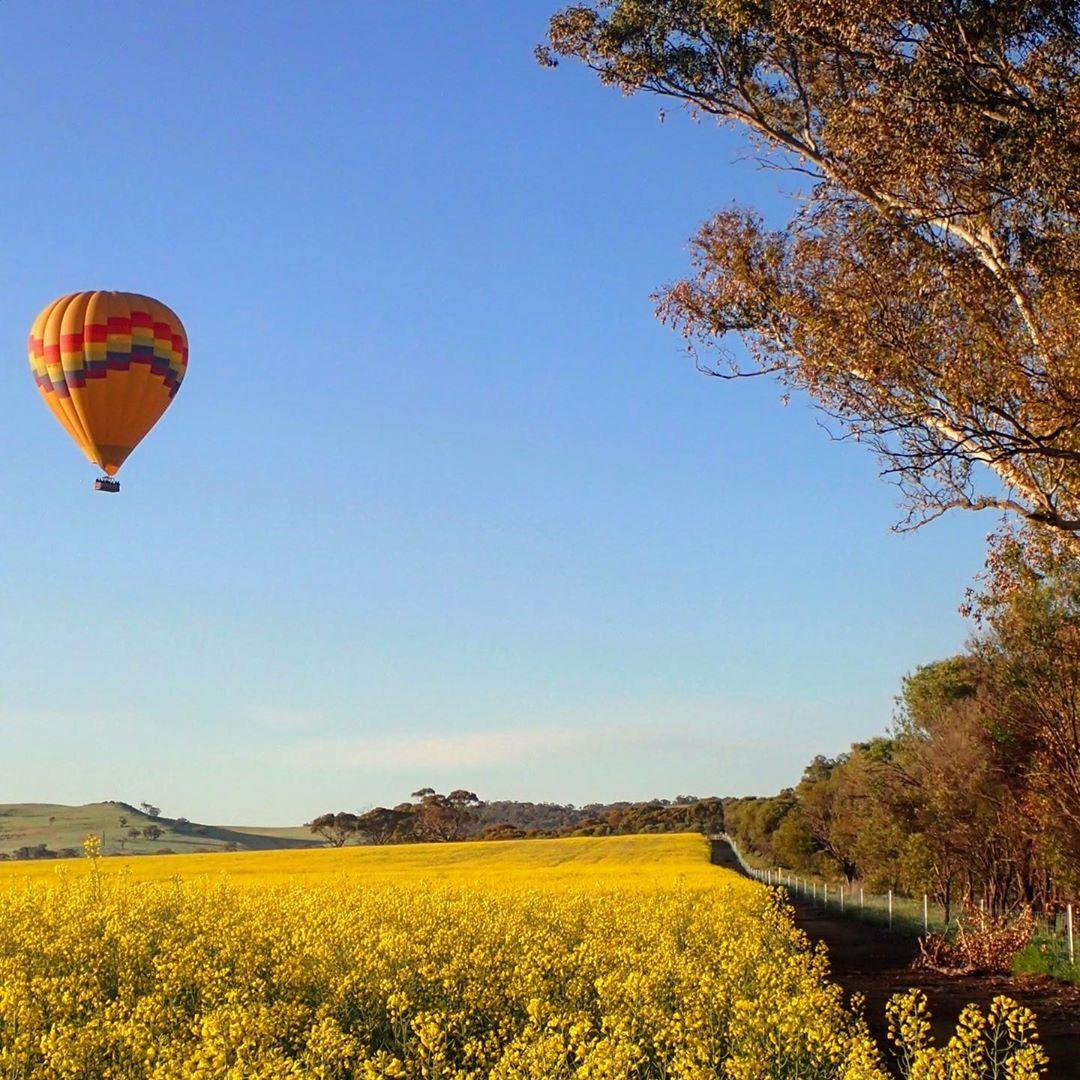 Hop into Windward Ballooning’s basket if you want the best seats in town for flower-viewing. 🌼 

(via IG/windwardballooning in #AvonValley, @westaustralia)

#seeaustralia #justanotherdayinwa