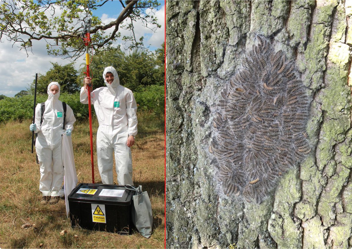 Exciting FUNDED invasive species ecology PhD studentship available in our lab. Please RT!

#PhD #PhDchat #SDGs #SDG15 #OPM #molecularecology

tinyurl.com/y5twext8