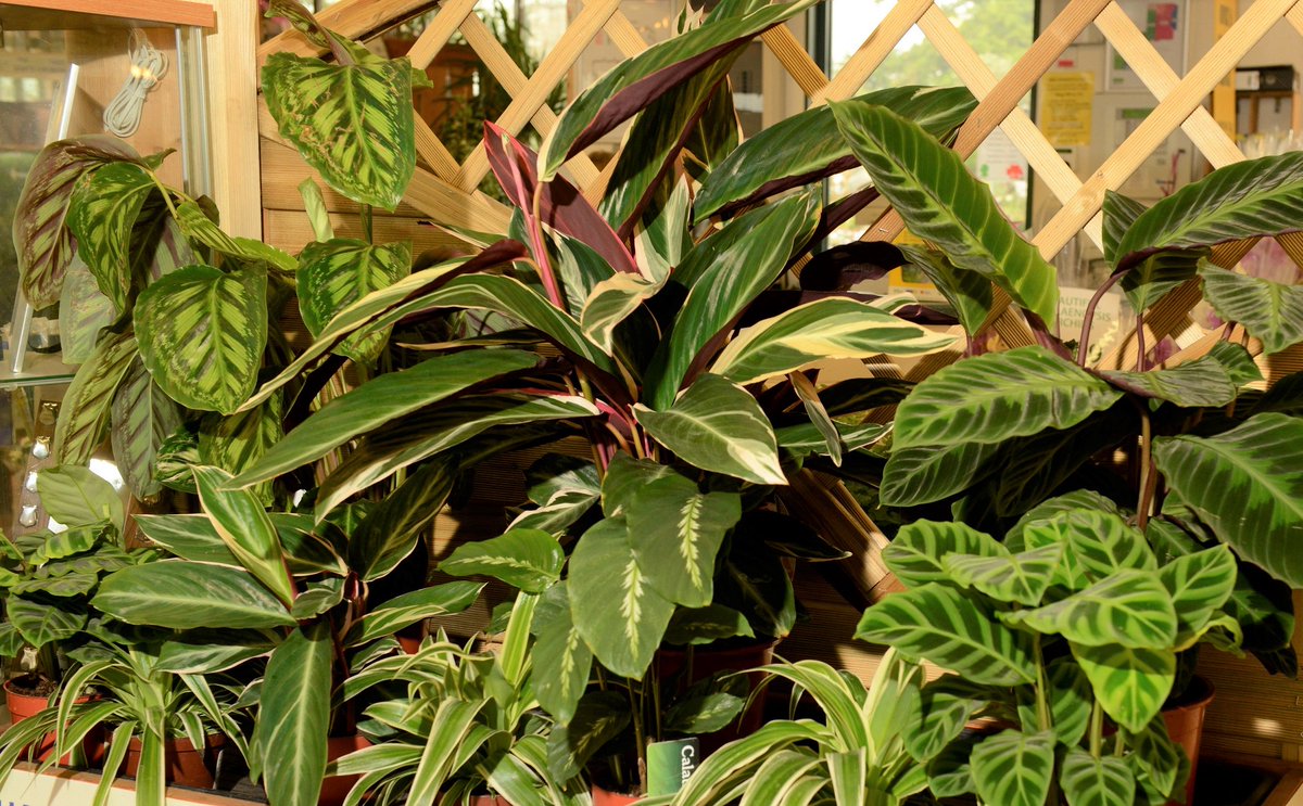GC_Association's tweet photo. September was another good month for #houseplant sales at #gardencentres across the country. https://t.co/HhrmHsUbUE #BarometerOfTrade #BoT https://t.co/JkW0R6oMRQ