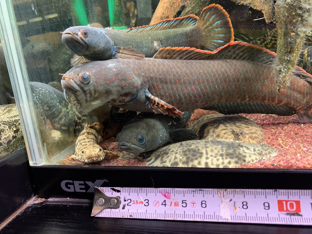 ハゲのの魚ボルグ على تويتر 最近よく 一番飼育長いのは何ですか って聞かれるので 最長老紹介 言うてもまだ695日だけど 北米 淡水カレイ3匹 なんと全員10cmオーバー この種の最大値をマーク そして4枚目はなんか目を擦った馬鹿でかいレインボー まっかちん ハゲのの魚ボルグ على تويتر 最近よく 一番飼育長いのは何ですか って聞かれるので 最長老紹介 言うてもまだ695日だけど 北米 淡水カレイ3匹 なんと全員10cmオーバー この種の最大値をマーク そして4枚目はなんか目を擦った馬鹿でかいレインボー まっかちん