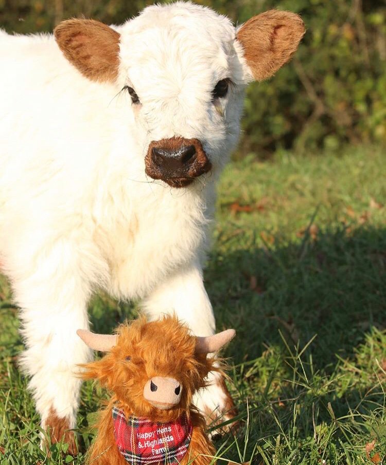 Mimic Moma スコットランドに棲む可愛い牛ハイランドキャトル ぬいぐるみのように愛らしい子牛も 成獣になると立派な角が生える Happyhensandhighlands Instagram ハイランドキャトル Scottishhighlandcattlecalves T Co Hxsulnjuyo