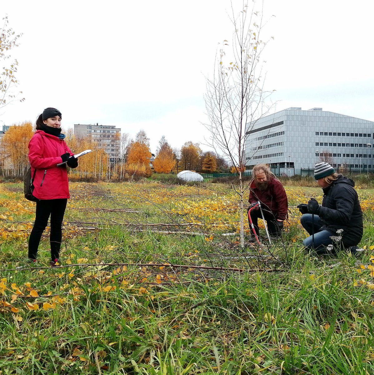 This is the end. After five years of measuring birch growth and behaviour in plots with siblings vs. strangers, we took the final measure and closed the study. A hard day in Viikki fields with @AmaiaGonzaga, @MattiRousi, @HeikkiHelantera and Jouni Laakso . 
@UHEcoEnvi #bytdk