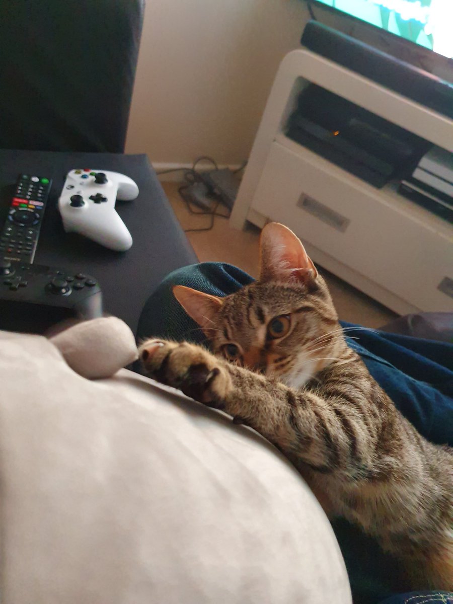 AnimeUKLemon's tweet photo. My kitten is super jealous of Pusheen, please don't fight ;-; https://t.co/pKkZTvQrtk