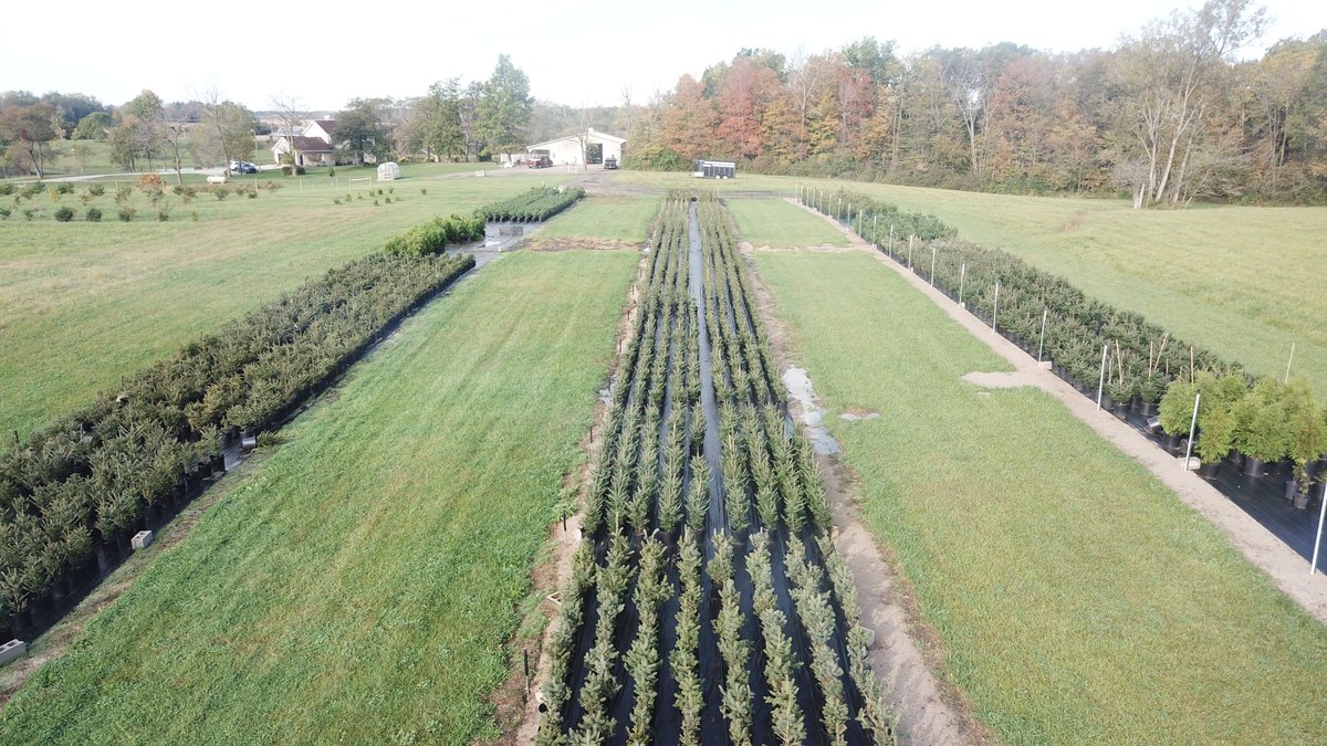 EvansPines's tweet photo. Evergreen Trees For Windbreaks, Privacy Screens, or Landscaping #windbreaks #privacy #landscaping #indiana #ohio #hideCAFO https://t.co/RJrSwwB5RV