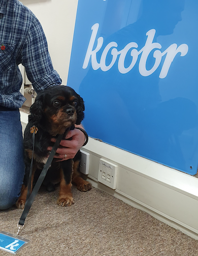 teamkoobr's tweet photo. Meet Alfie, he is the other savage guard-doggo we have! He's a regal Cavalier King Charles Spaniel, with a tendency to sit next to you when you’re having your lunch. He will also be watching the premises on a freelance basis.
#KoobrWoofr
#CavalierKingCharlesSpaniel
#GuardDoggo https://t.co/3yj8wbgGqt