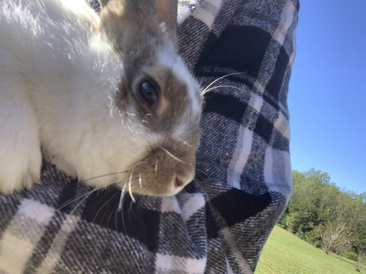 I had the chance to meet Princess Pearl today at <a href="/PearlHaskew/">Pearl Haskew</a> Elementary School!🐰👑