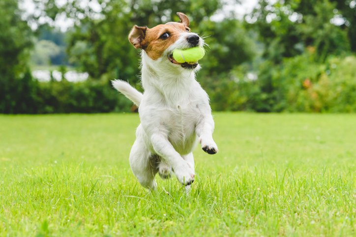 GabriellaSells's tweet photo. Pup Power: Get Your Yard Ready For Fido  https://t.co/h096ZZY08k https://t.co/XSo9TmScgN