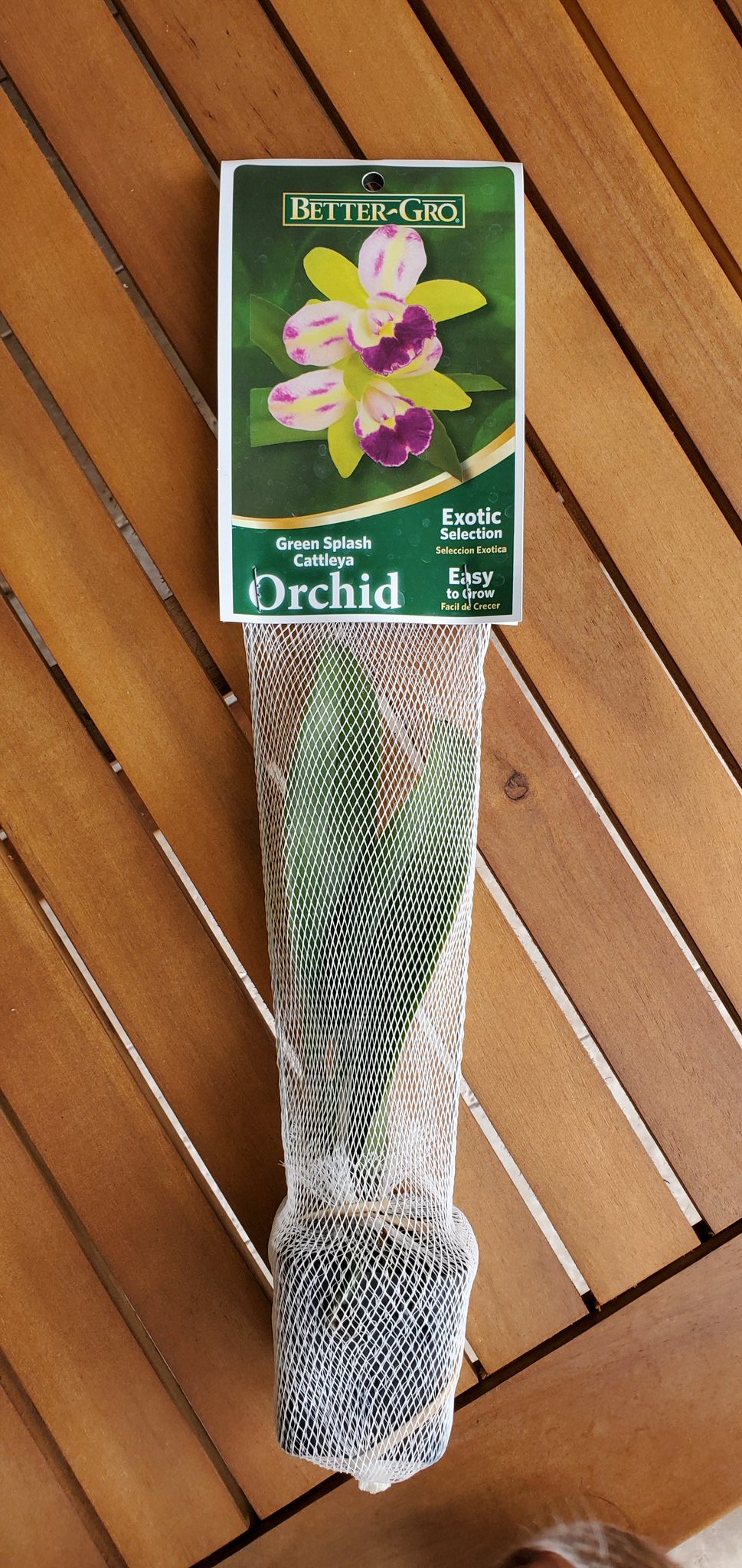 MissLiss on X: Went in the store for a new hose nozzle, and this #bagbaby  followed me home. 😉 I couldn't resist 🤷‍♀️ #orchid #flowers #Cattleya  #OrchidCommunityChatter t.coLVBHfhj7Ps  X