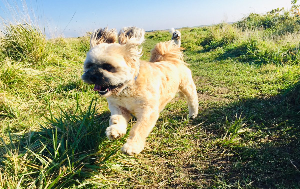 Some of Wednesday’s Wooftidoos’ Gang!😊 <a href="/dogcelebration/">CelebrationOfDogs</a> @WayTooViral @dogownersuk <a href="/GoodVetPetGuide/">TᕼE GOOᗪ ᐯET & ᑭET GᑌIᗪE 🐾 Pet Directory</a> <a href="/dogandpuplovers/">We love dogs. 🐕🐶😍</a> #cavachon #labrador #lhasa #Wednesday  #waggytails #happydogs 
#blackpooldogwalker #lovedogs #fun #walks #dogsoftwitter #cutedogs #wooftidoos