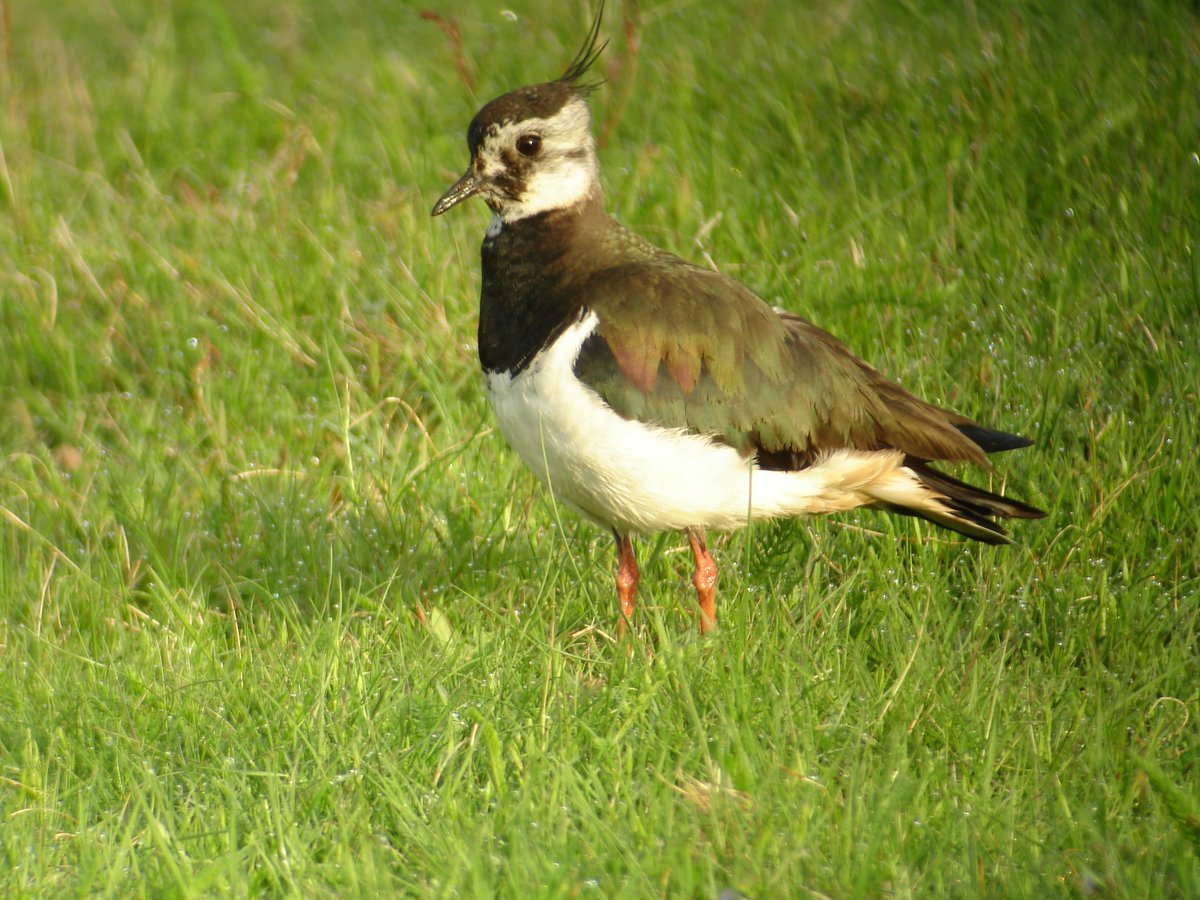 Många av odlingslandskapets fåglar, som tofsvipan på bilden, har det svårt idag och minskar i antal. Nu finns sprillans nya faktablad med nyttig och intressant information om 46 arter. Du hittar dem här:  webbutiken.jordbruksverket.se/sv/artiklar/mi…