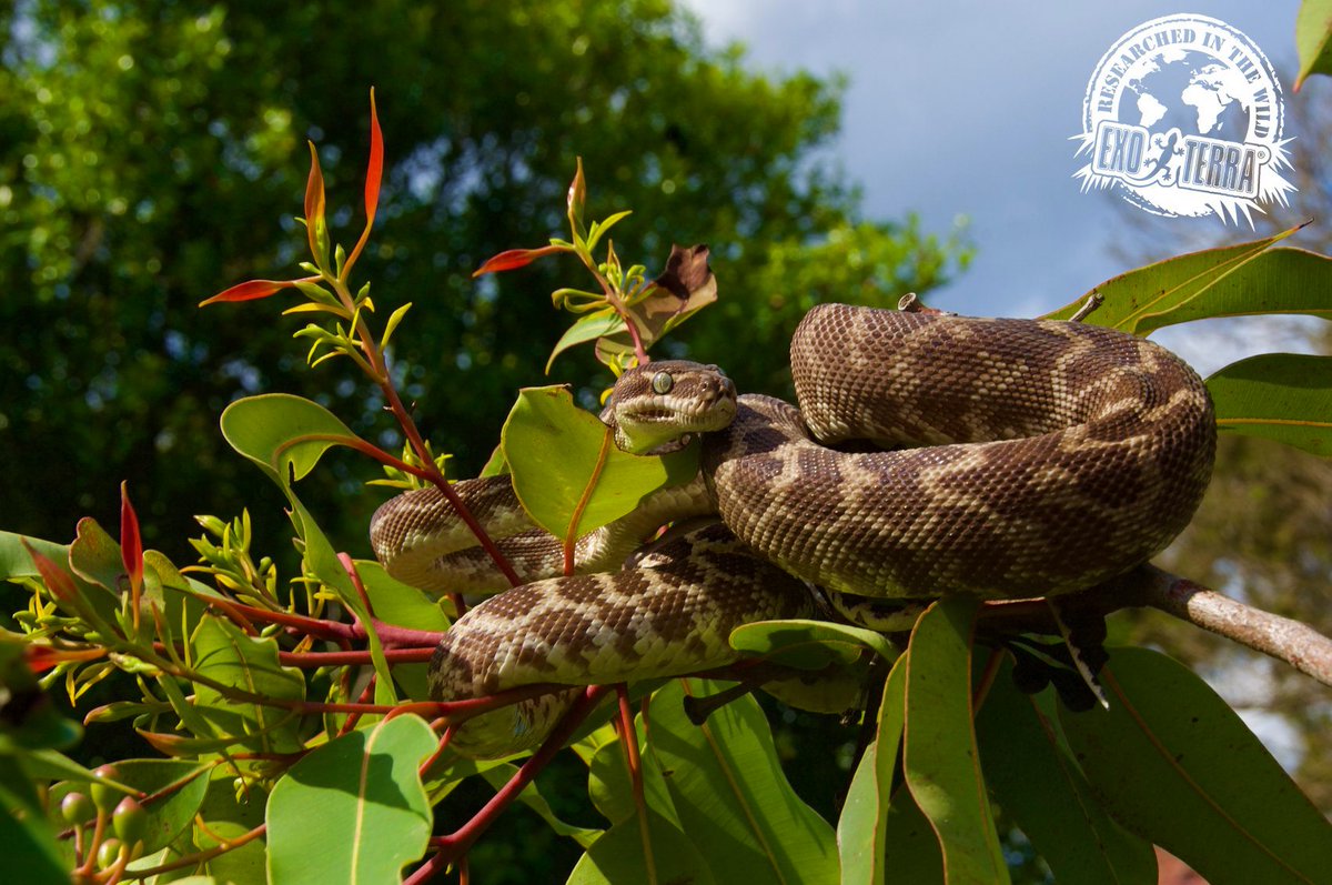 Exo Terra On Twitter Morelia Carinata Or The Rough Scaled