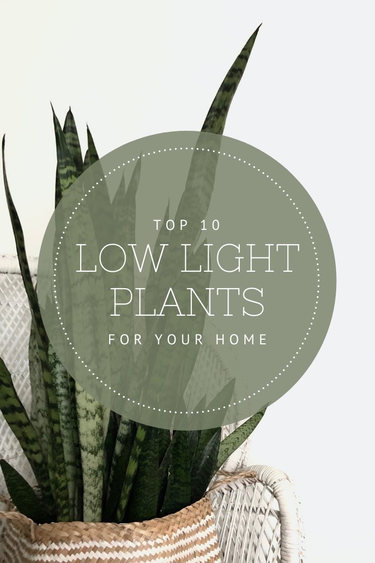 #lowlightplants #officeplants #bestofficeplants #houseplants #indoorplants #bestindoorplants #blackthumb #hardtokillplants