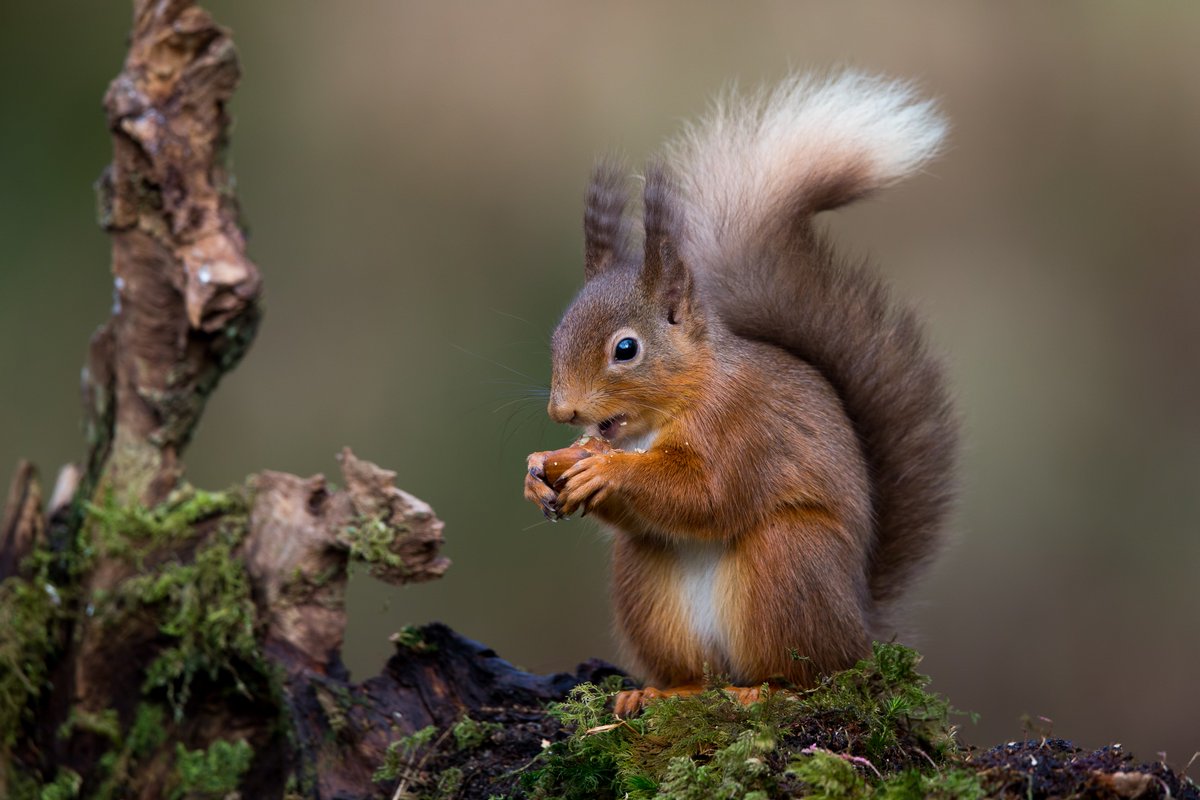 🍁Good morning folks! 🍁Not long now until this years #Autumnwatch 🙌

Hopefully we get some red squirrel action on our cameras! Who's excited?!

📸Simon Stobart via Flickr

#wildlife #autumn