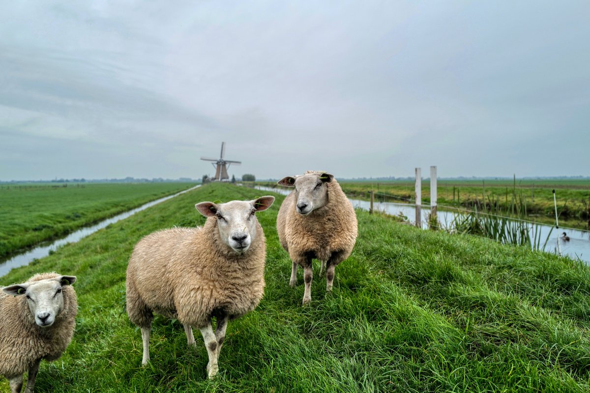 Diverse fiets- en wandelroutes door het Groene Hart van Holland komen in de buurt van de Molenviergang in Aarlanderveen. Mooi om even van dichtbij de werking van de oer-Hollandse poldermolens te zien. molenviergangaarlanderveen.nl #alphenlinkt #aarlanderveen #groenehart