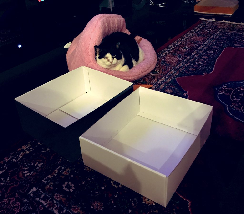 Nibbler_Cat's tweet photo. I scoff at your boxes - I do my own thing! #cattraps #independentcat #freethinker #thinkoutsidethebox 📦 https://t.co/zykdoY8Zme