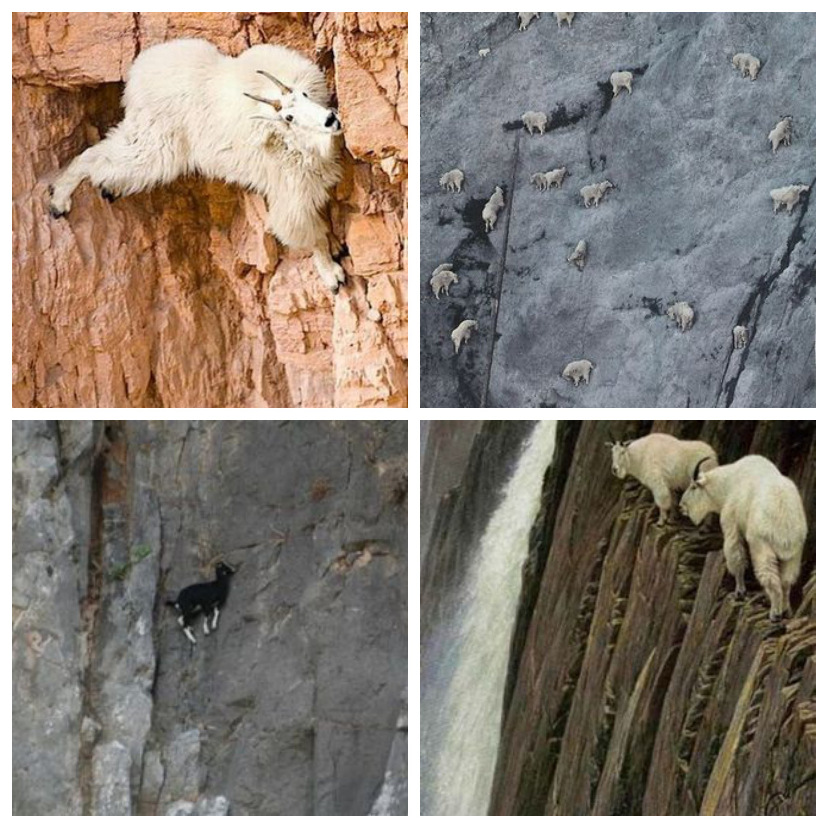 崖を登る山羊 ヤギの人🐐 on X: 