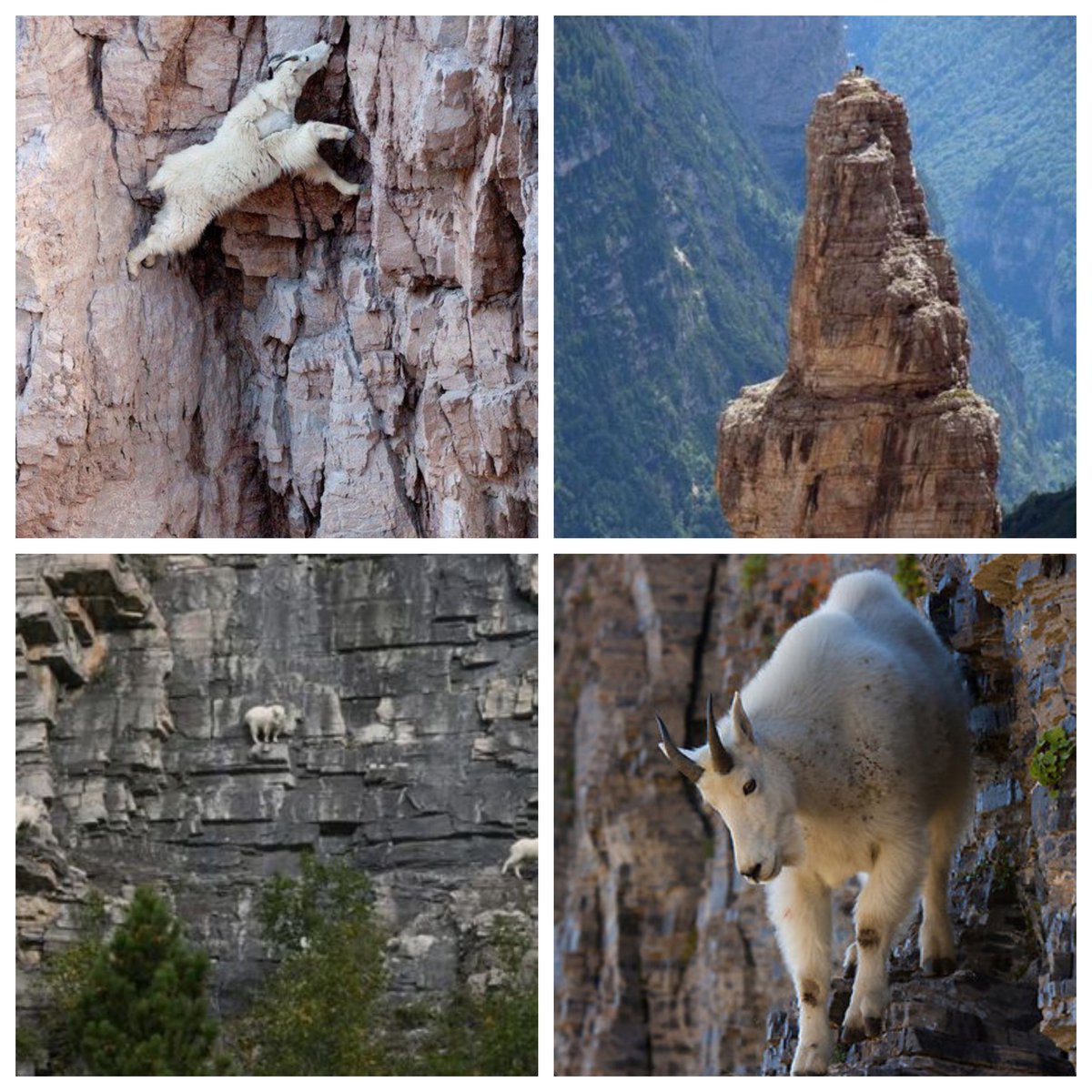 ついでにこちらの「崖を登るヤギ」画像もあわせてご覧ください。