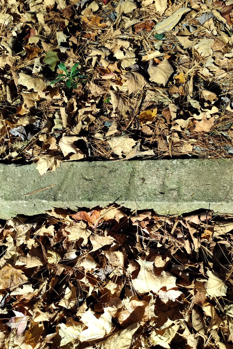 tegan4618's tweet photo. Finally found it. Knew there was a date somewhere around the tennis court built by #JPWiser in 1914. Amazes me that this tennis court/gardens were constructed prior to road access. So much damage now due to flooding over last 3 years. Not sure how to proceed. https://t.co/n17CuUW39d