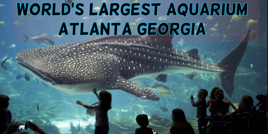 iMountaindo's tweet photo. The Fish At Atlanta Georgia Aquarium World's Largest #georgia #aquarium #Atlanta https://t.co/Dkk16JomRr