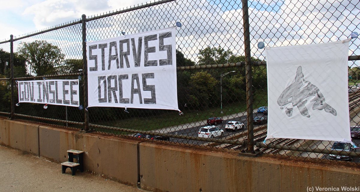 whaleswarrior's tweet photo. #SaveOurOrca
#BreachTheDams
#ThePeoplesBridge https://t.co/pv2z41O106