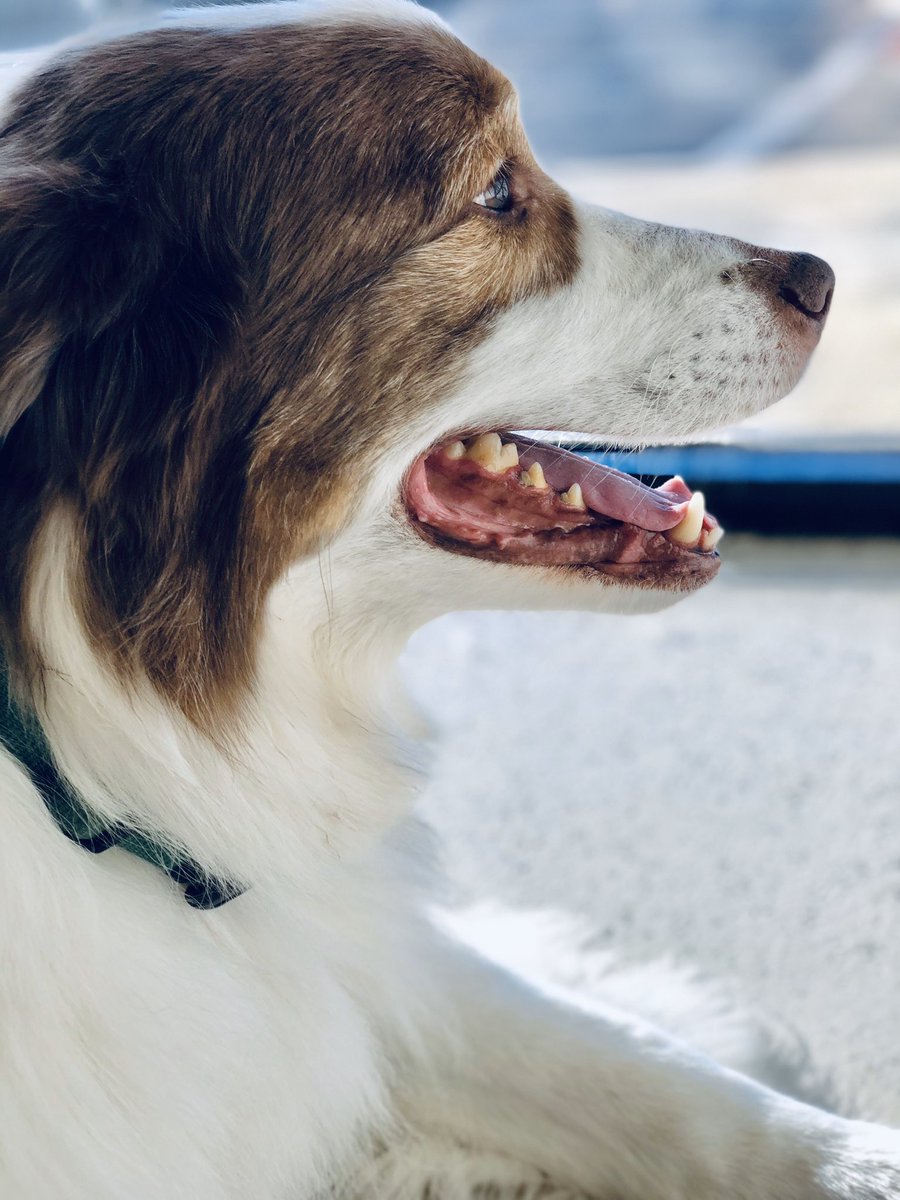 BarkTutor's tweet image. It’s #HeadshotHumpday at Bark Tutor. Our well-mannered pups are all posing like champs for their photo shoot!
