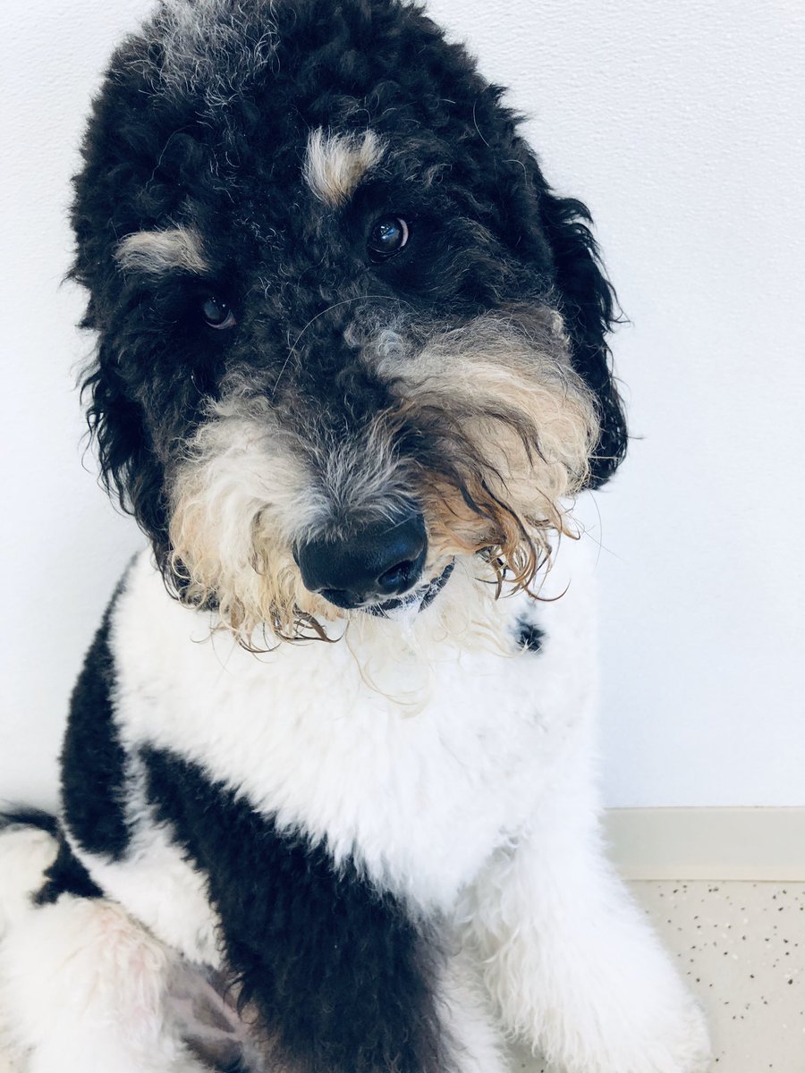 BarkTutor's tweet image. It’s #HeadshotHumpday at Bark Tutor. Our well-mannered pups are all posing like champs for their photo shoot!