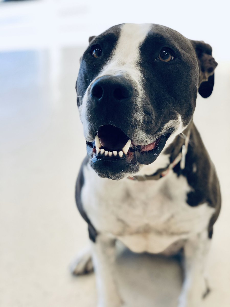 BarkTutor's tweet image. It’s #HeadshotHumpday at Bark Tutor. Our well-mannered pups are all posing like champs for their photo shoot!