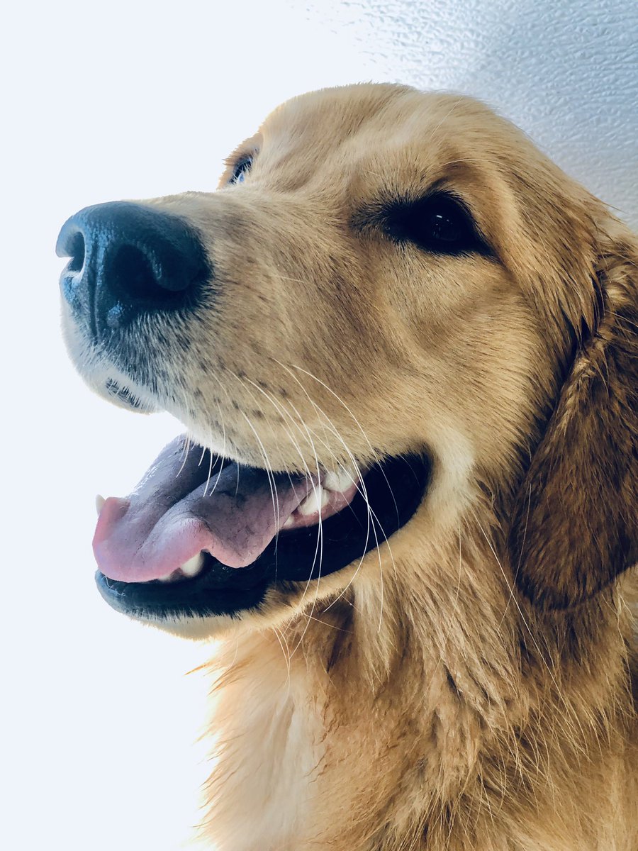 BarkTutor's tweet image. It’s #HeadshotHumpday at Bark Tutor. Our well-mannered pups are all posing like champs for their photo shoot!