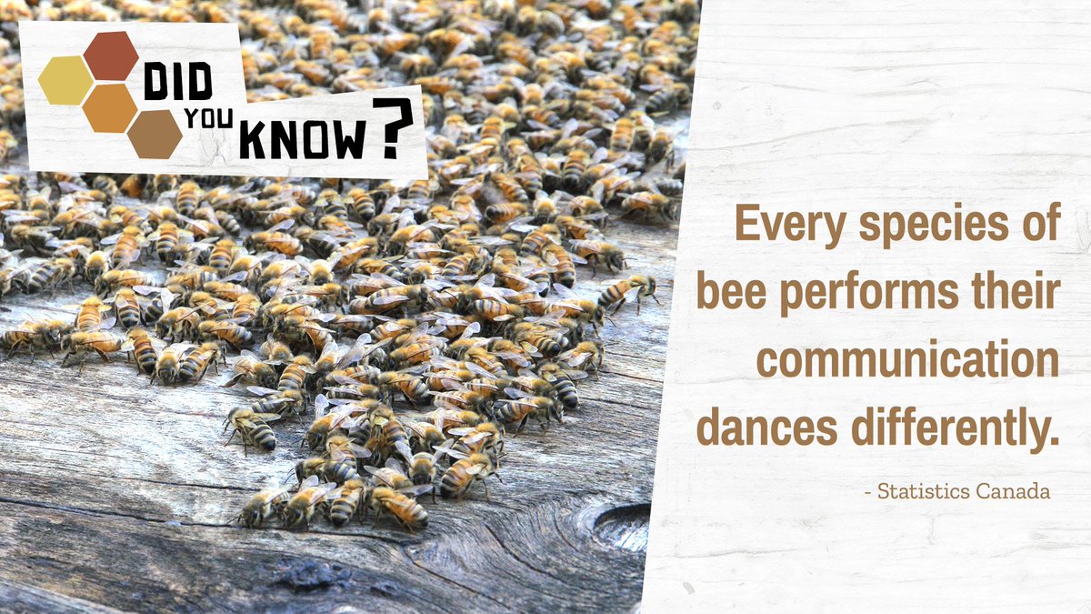 Just like humans, bees have different "languages" too!