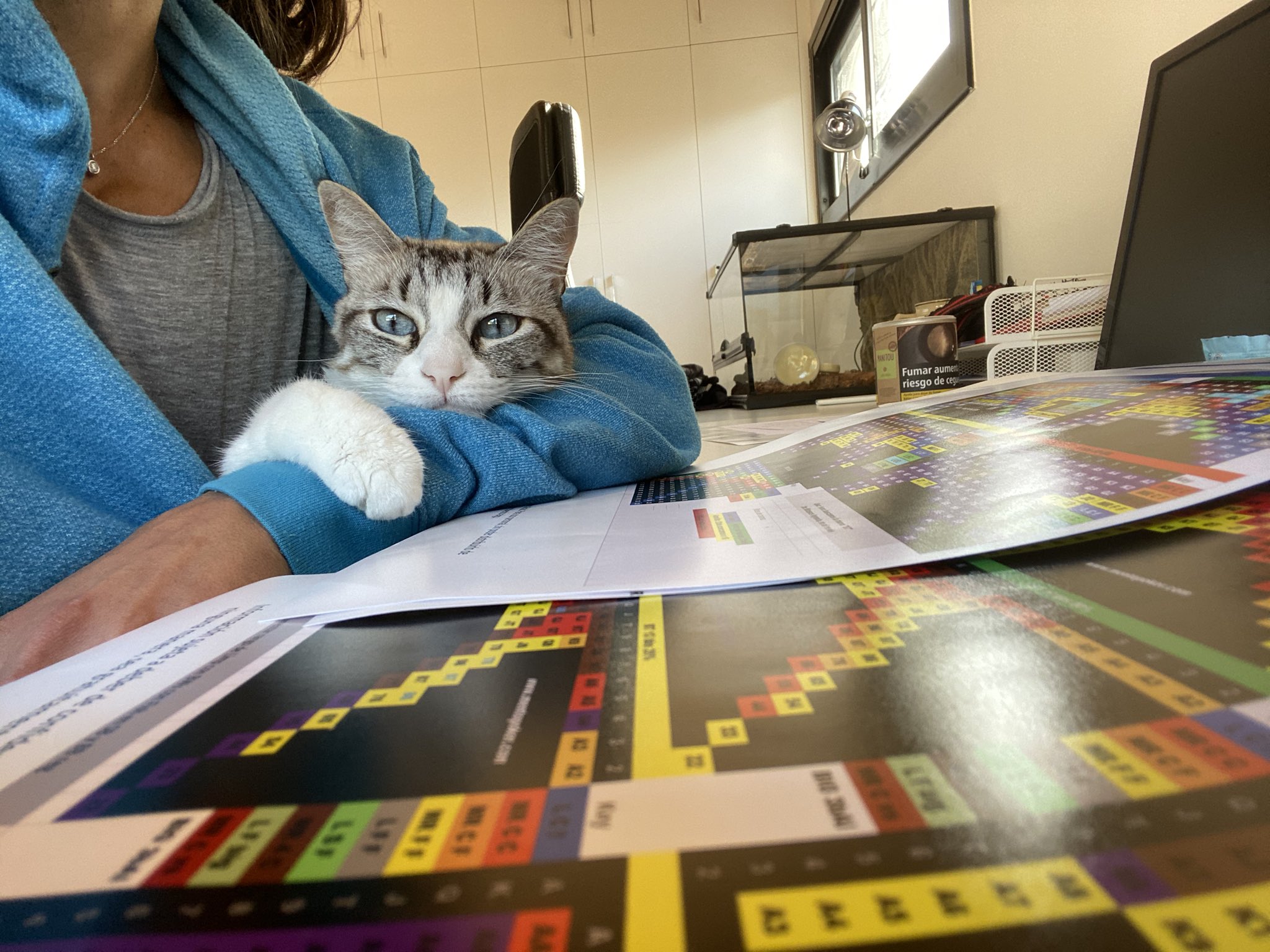 Accidentalmente Melancolía Comprometido Leo Margets on Twitter: "Cuando a tu gato le mola estudiar tablitas más que  a ti 😅 https://t.co/U8CnG0MDrr" / Twitter