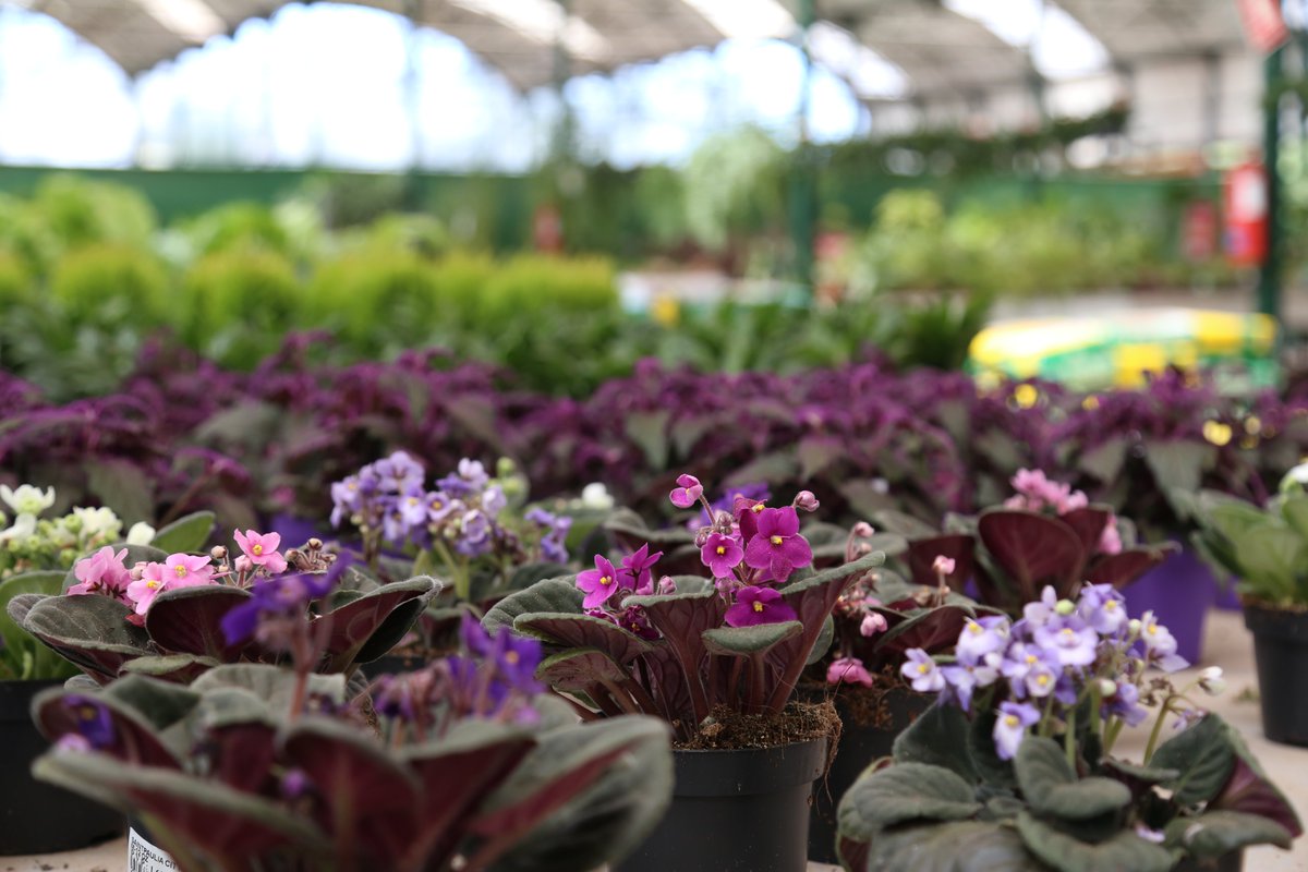 GardenCenterFtv's tweet photo. ¿Quieres dar color a tu casa? ¡La Saintpaulia ionantha es una buena opción para ello! 

✅Tiene colores para todos los gustos. 
✅La pondremos en una zona iluminada en el interior del hogar. 
✅No debemos excedernos con la humedad.

#GardenCenter #FelizMiércoles https://t.co/kHbYu4qBN2