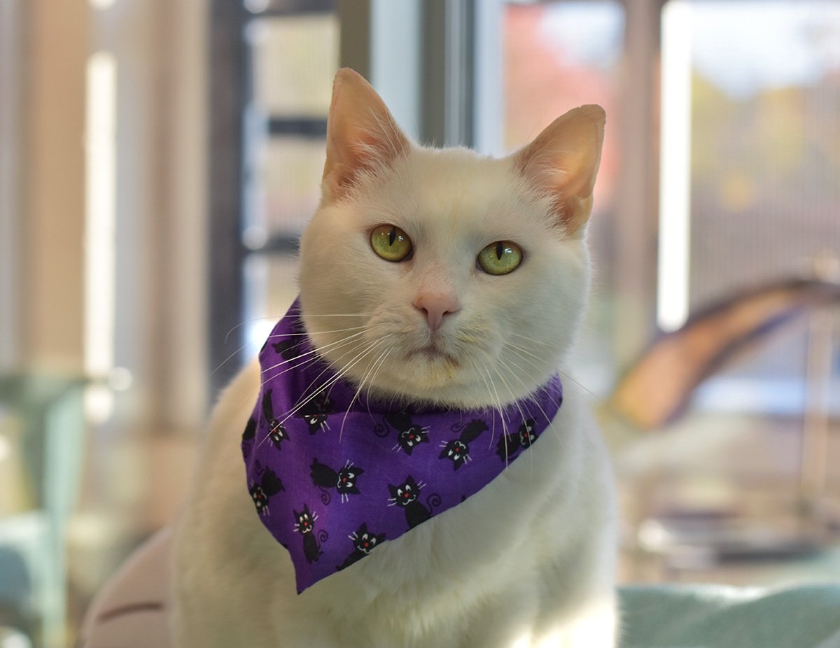 LollypopFarm's tweet photo. Angelina is all dressed and ready for the season! She wonders, can she enjoy fall festivities with you? 🎃🕸️🐱🍂 This boooo-tiful 9-year-old kitty has been waiting for a home for more than 6 months. RT to help her find one today! #AdoptAngelina #FallFeline #CatsOfTwitter #ROC https://t.co/uujULMSXrU