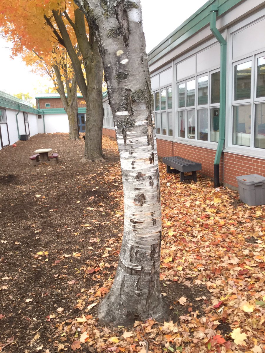 Everyday is #TakeMeOutsideDay @pcps! Engaging with our outdoor learning space daily has allowed students to develop personal relationships with the natural world. It was a student idea to create posters to help protect our beloved birch. @YRDSBGetOut @InspireOutside