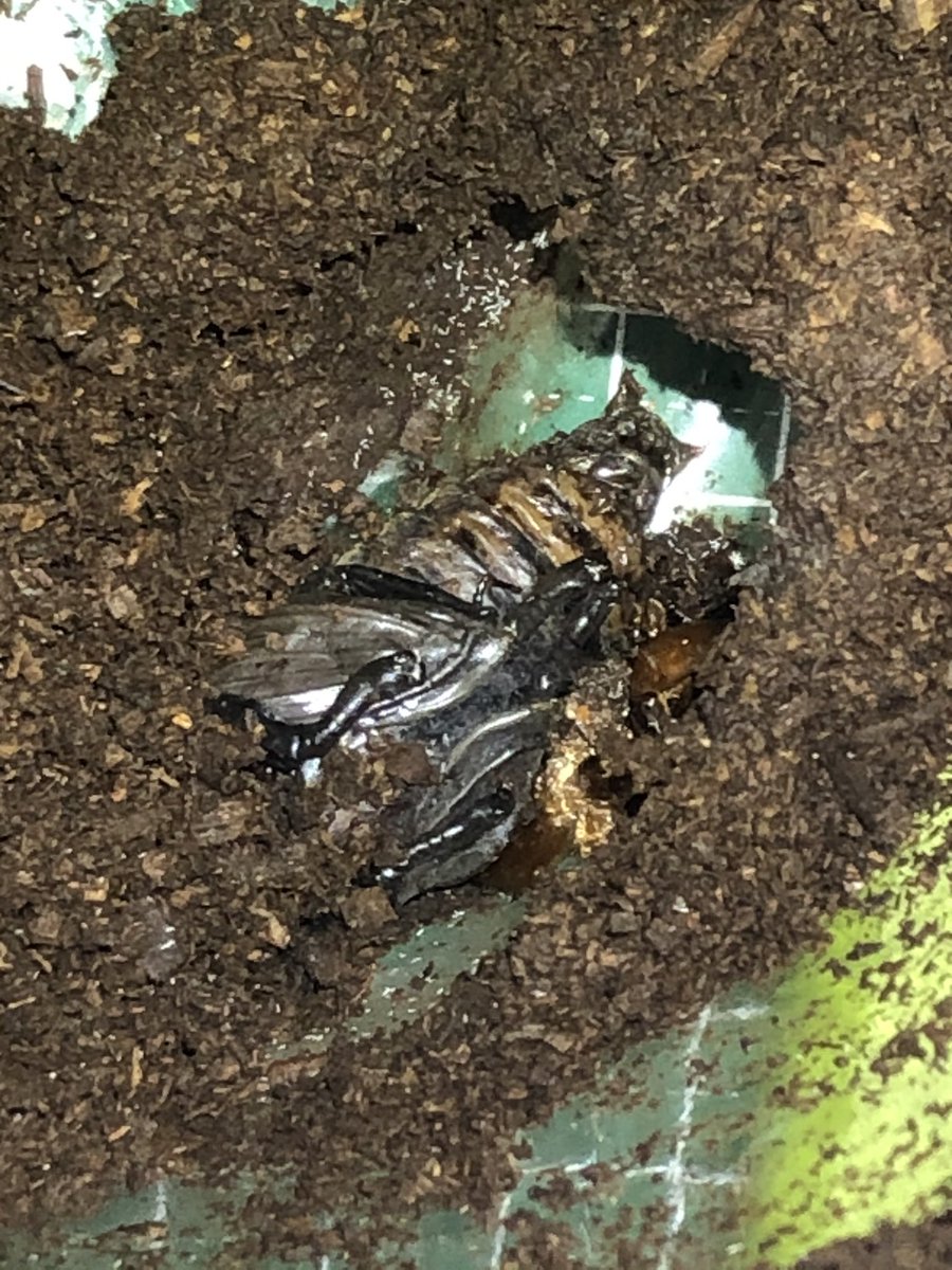 カブクワlv1 ニジイロクワガタの幼虫ボトルを確認中に死んでしまった蛹を発見 折角蛹にまでなったのに羽化できずに死んでしまうのは悲しすぎる こういう蛹の状態での死因は謎だから対策しようがない T Co Qoelnp2rcl Twitter