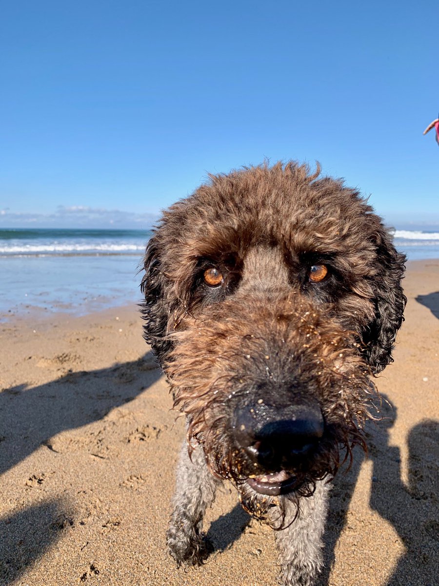 hughsey65's tweet photo. @ILoveCornwallUK #widemouthbeach #Bude❤️ doodles in heaven this morning 🐾🐾🐾 https://t.co/VitP7xg8OT