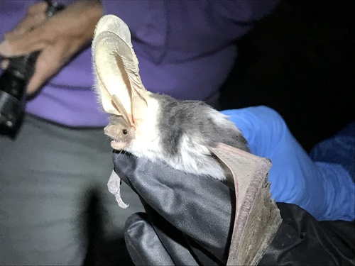 BatsOnTheMove's tweet photo. Doing some airport #bat outreach from Miami Airport on my way to #NASBR2019! Appreciating this #spottedBat  🦇😍 #BatWeek #Euderma #iNaturalist https://t.co/ZfffWnek0s https://t.co/o1GMkp2c0X
