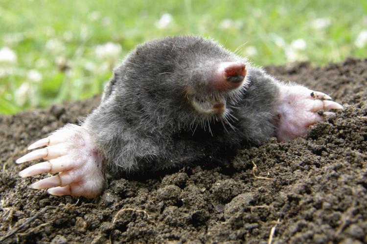 California Center on Teaching Careers on Twitter: "Happy Mole Day! Mole Day is an unofficial holiday celebrated by chemists and chemistry students on October 23 in honor of the mole, a measuring