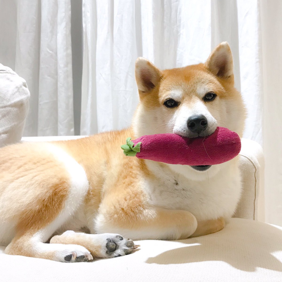 柴犬だいふく 秋なすは嫁に食わすなだけども だいふくには食わしていいよ Eggplant Is Yummy ナス なす 茄子 Eggplant なすび