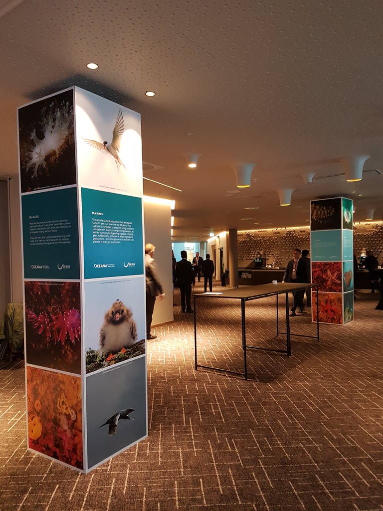 Beautiful photos by @OceanaEurope @oceana on display at the #OurOcean conference highlight what we stand to lose if we don't act now to save our oceans #OneOceanOnePlanet #IUUfishing #StopOverfishing #ClimateAction #BreakFreeFromPlastic