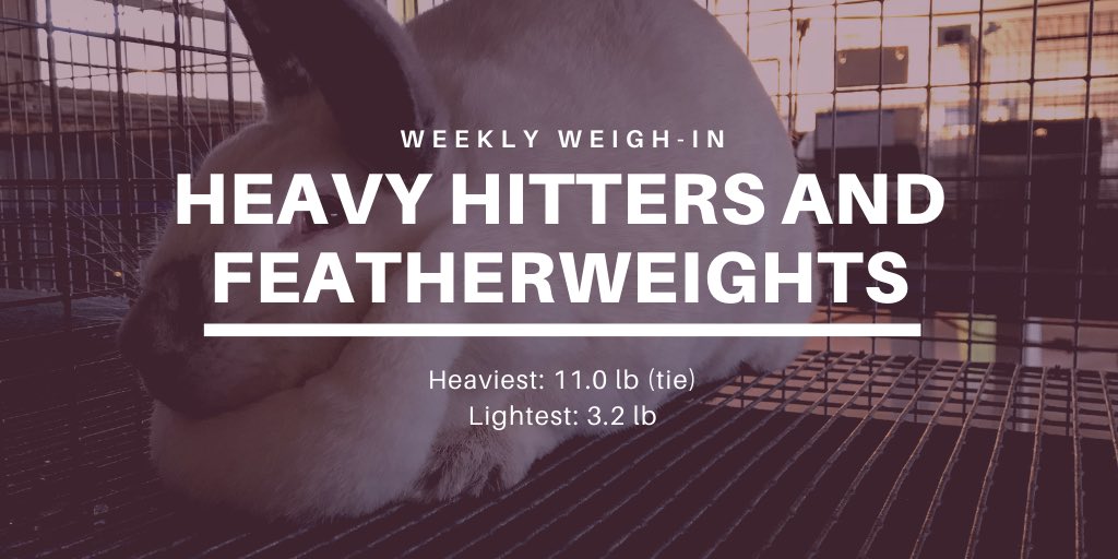 TSURabbitry's tweet photo. It’s #WeighinWednesday! Take a look at our heavy hitters and featherweights. 

#WelcometotheBunnyBarn
#DocBowtieandtheBunnyWranglers https://t.co/lwHgSDAqaN