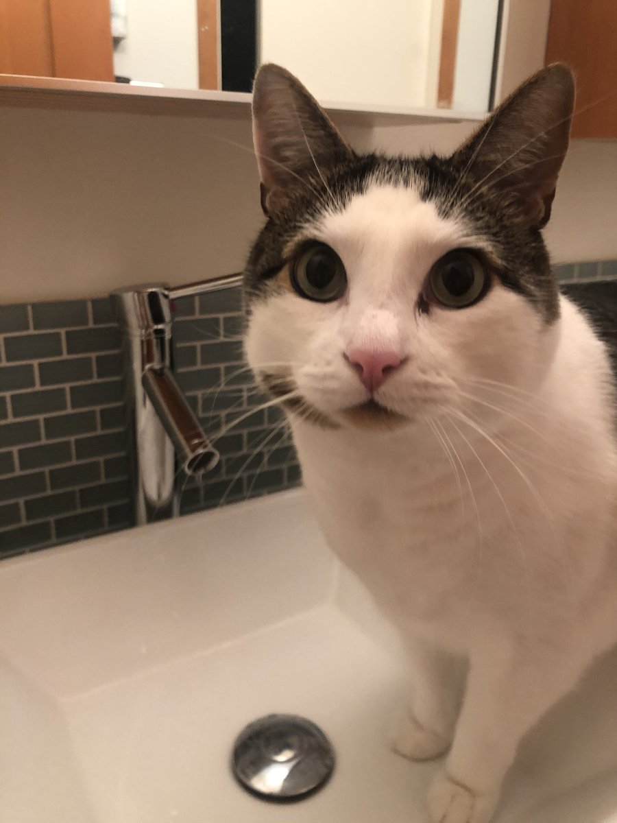 michellecentric's tweet photo. Grateful for pets, coffee and showers! #adaywithoutwater #valuewater #hydratelife @rewirewater https://t.co/np7YX5uxSj