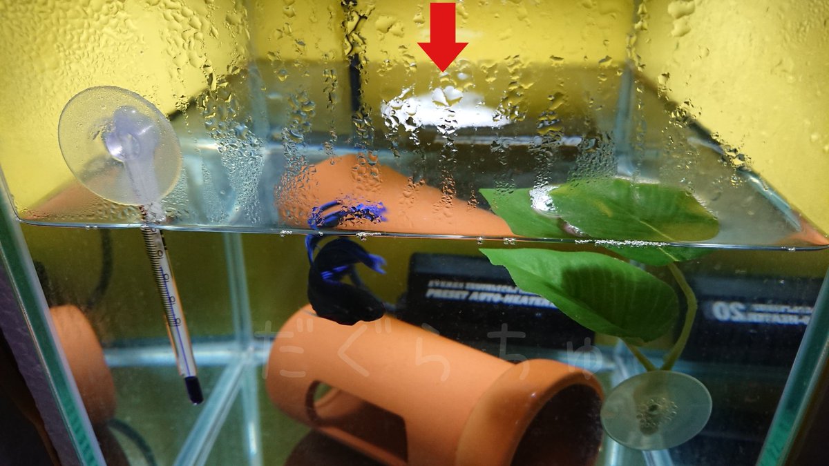 الوسم 泡巣 على تويتر